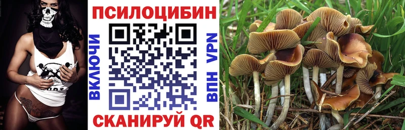 дарнет шоп  Ковдор  Псилоцибиновые грибы Psilocybe 